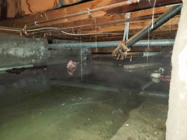Best Water damage cleanup near me  in Harriman, TN